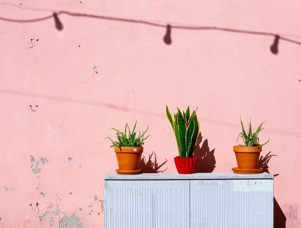 Three potted plants on a sunny balcony