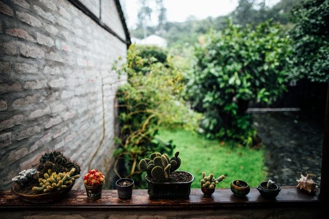 Row of succulents on wooden balustrade