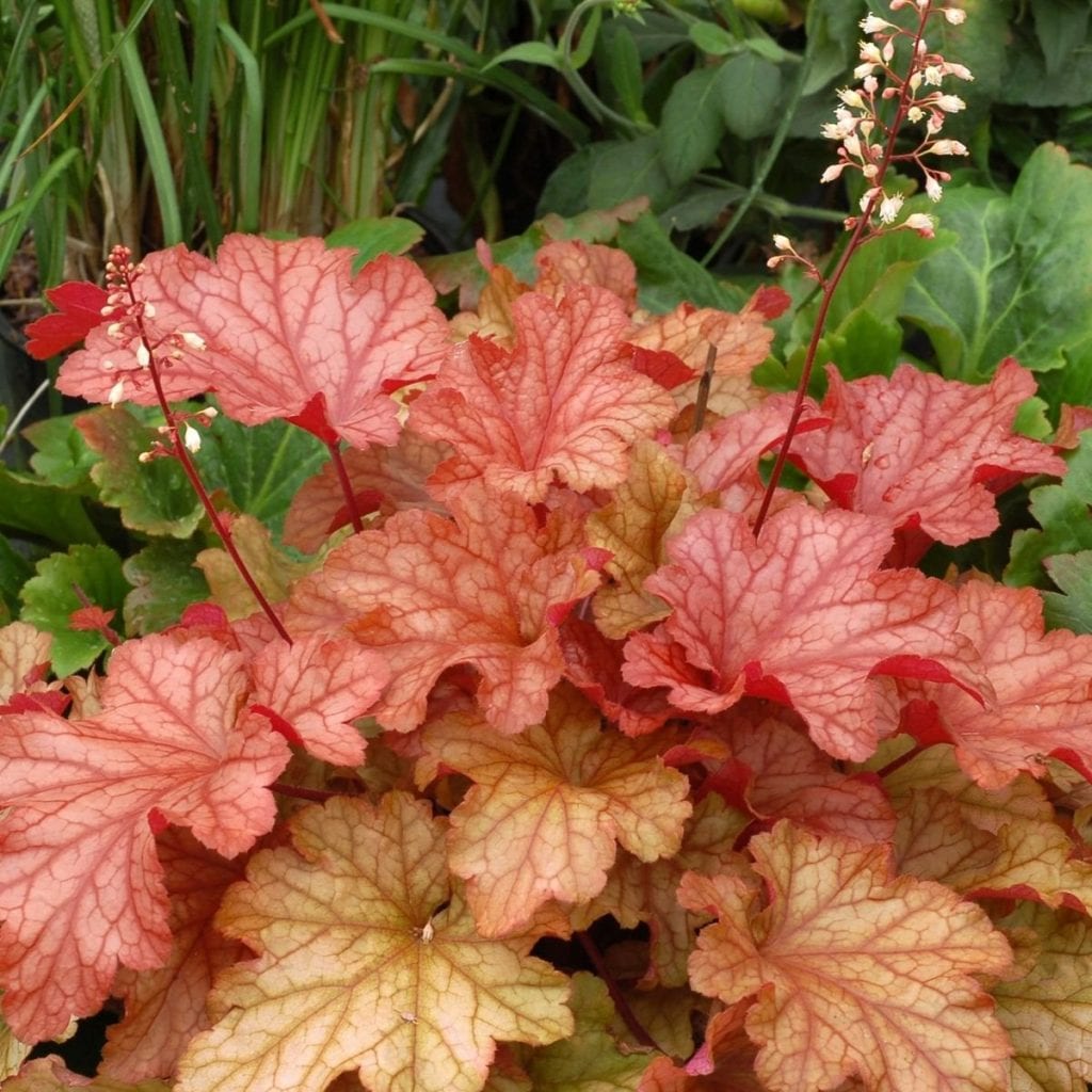 Coral Bells