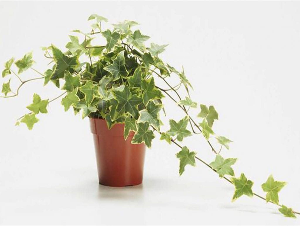 English Ivy