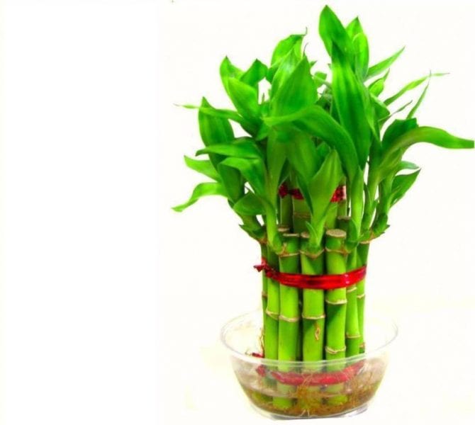 Lucky Bamboo