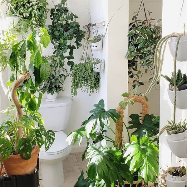 bathroom toilet plants